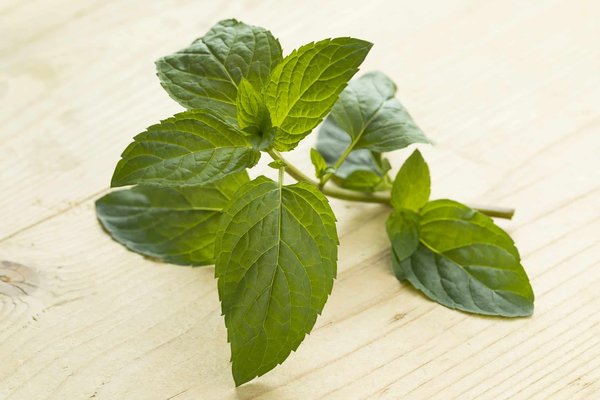 Peut-on trouver un refuge alpin en Suisse avec des ateliers de fabrication de chocolat?