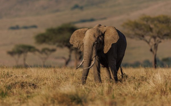 Quelles techniques utiliser pour une expédition de photographie animalière dans le Serengeti ?